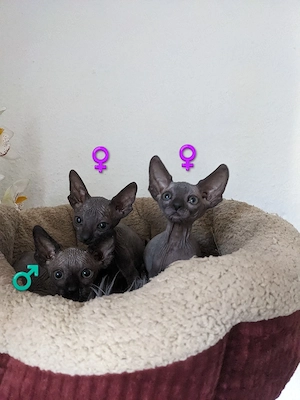 Canadian Sphynx Kitten 