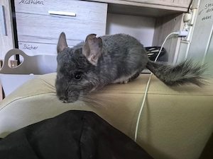 Chinchilla Männchen 
