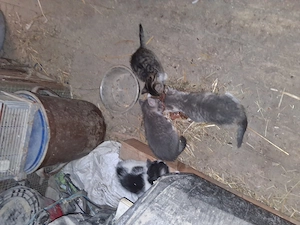 Junge Katzen 