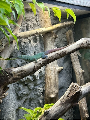 Anolis Grahami 1.0