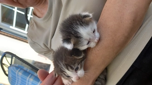 Verkaufe Katzen geboren am 08.05.2026