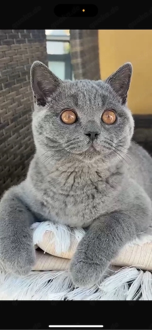 Brittisch Kurzhaar kitten