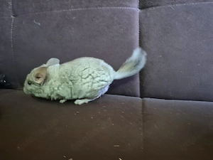 Männliches Chinchilla Baby 