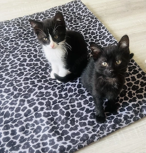 Babykatzen 