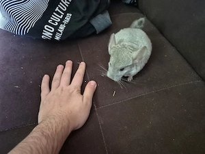 Männliches Chinchilla Baby  Bild 2