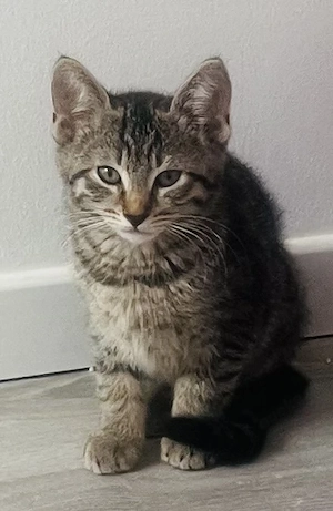Babykatzen 