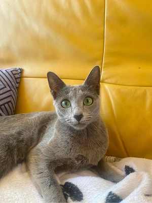 Russisch Blau Katze