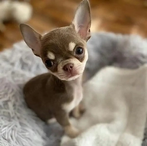 chihuahua welpe