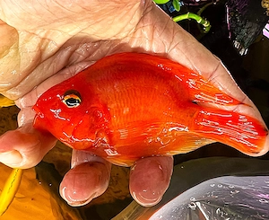 Papageienbuntbarsch Bloodparrot Bild 2