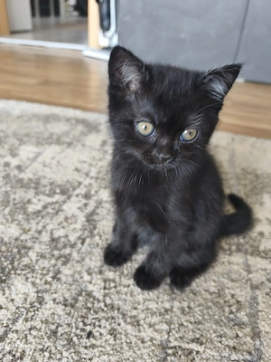 BKH Mix Kitten 