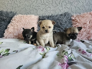 Chihuahua Kurzhaar Welpen abzugeben 