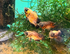 Roter Oscar, Pfauenaugenbuntbarsch, Astronotus ocellatus 