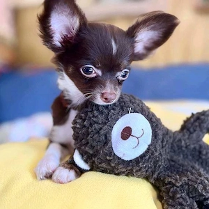 Niedliche Chihuahua-Welpen 