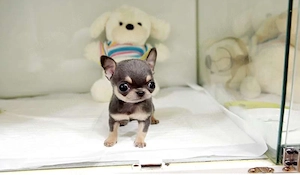 Niedliche Chihuahua-Welpen  Bild 2