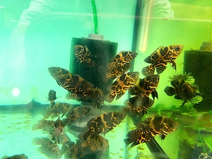 Oscar Rot-Tiger, Astronotus ocellatus