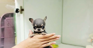Chihuahua-Welpen  Bild 2