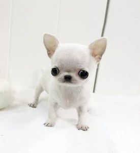 Chihuahua-Welpen 
