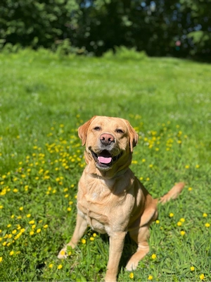 Deckrüde Labrador Retriever   blond   4 Jahre   gesund -