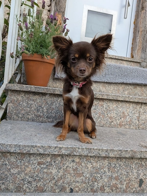 Chihuahua Hündin abzugeben 