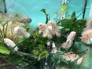Pfauenaugenbuntbarsch, Roter Tiger Albino Oscar, Astronotus ocellatus Red Tiger albino 
