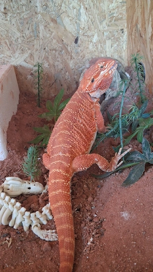 Bardagam  pogona  vitticeps 
