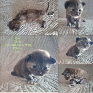 Reinrassige Maine Coon Kitten mit wesensfestem, verschmusten Charakter