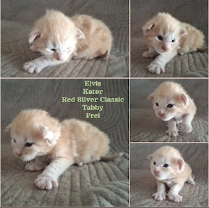 Reinrassige Maine Coon Kitten mit wesensfestem, verschmusten Charakter