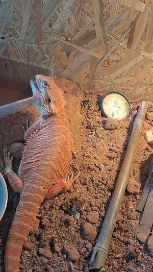 Bardagam  pogona  vitticeps  Bild 2
