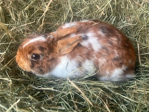 Zwerghasen Männchen 