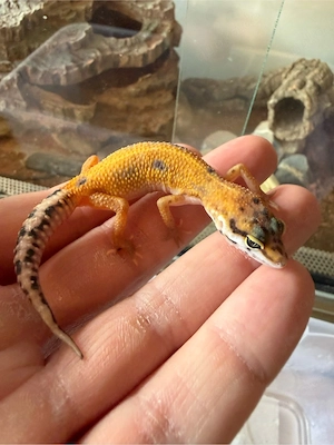 Leopardgecko's