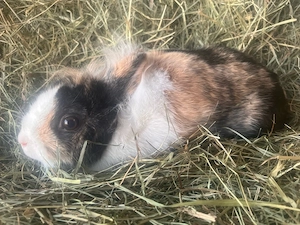 Zwergkaninchen Männchen 