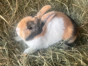 Zwergkaninchen Männchen 