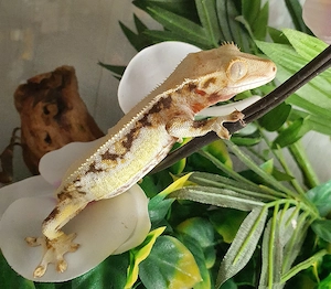 Kronengecko Männchen Correlophus ciliatus
