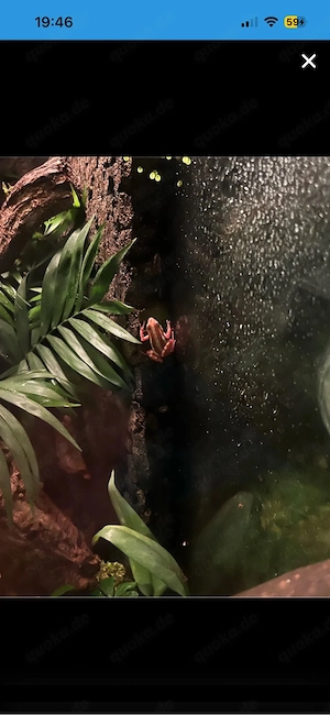 Epipedobates anthonyi 