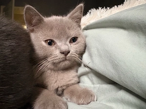 BKH katze 