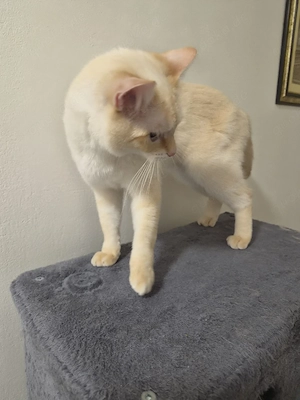 verkaufe meine 2 katzen 