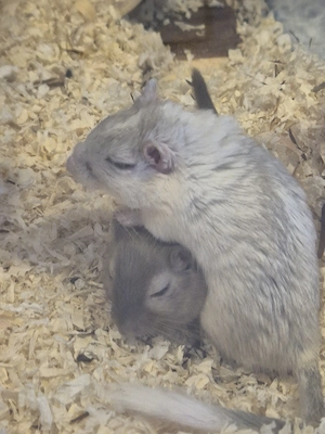 Wüstenrennmäuse ( m w )  Bild 4