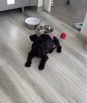 Schnautzer mädchen sucht drigend zuhause