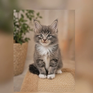 Zauberhafte Maine Coon Babys 