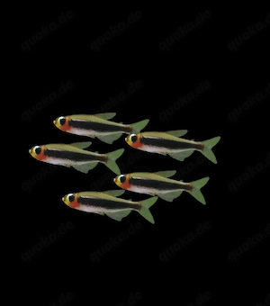 Tucano Salmler Tucanoichthys tucano 