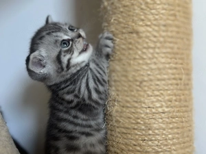 Wunderschöne BKH Kitten in Whiskas-Look mit Stammbaum aus seriöse Hobbyzucht
