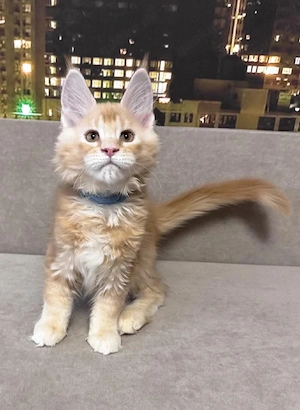 Bezaubernde, flauschige Maine-Coon-Katze sucht ein liebevolles Zuhause
