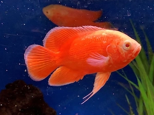 Pfauenaugenbuntbarsch albino red - "Red Chili" Bild 4
