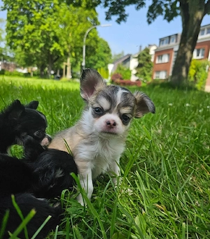 Chihuahua Welpe