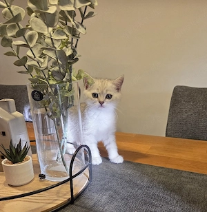 3 süße bkh kater  Bild 3