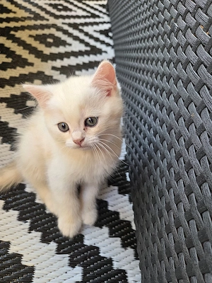 3 süße bkh kater  Bild 2