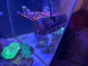 Meerwasser Aquarium Blue Marin 200l Bild 2