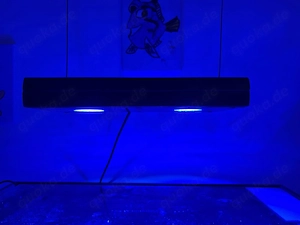 Meerwasser Aquarium Blue Marin 200l Bild 4