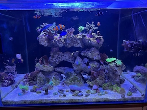 Meerwasser Aquarium Blue Marin 200l Bild 5