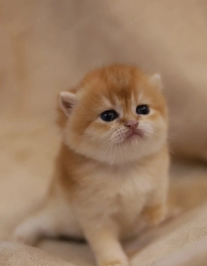 Britisch-Kurzhaar-Kitten BKH in Golden & Silver Shaded suchen ein Zuhause